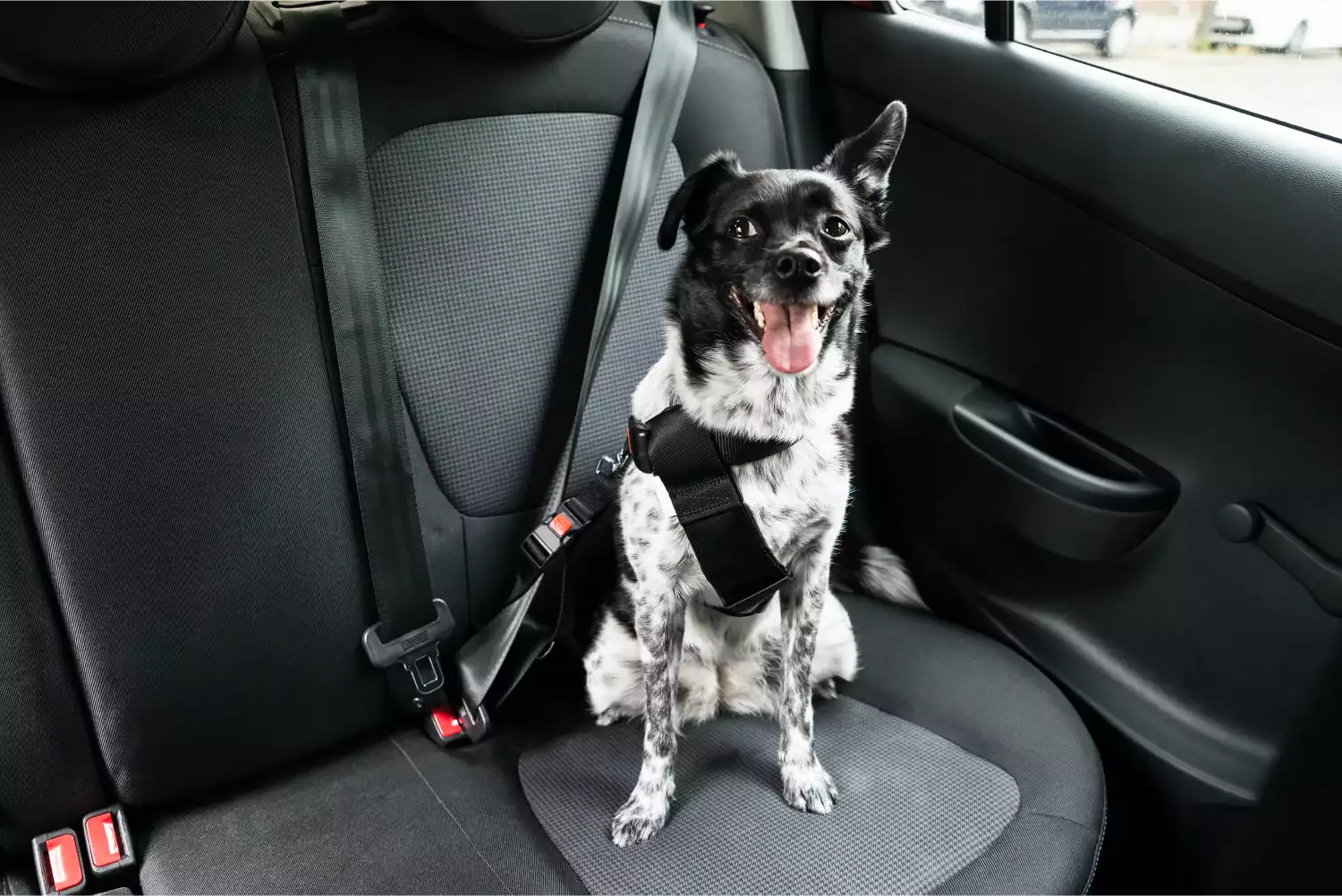 Toyota Camry Dog Safety Belt for Old English Sheepdogs